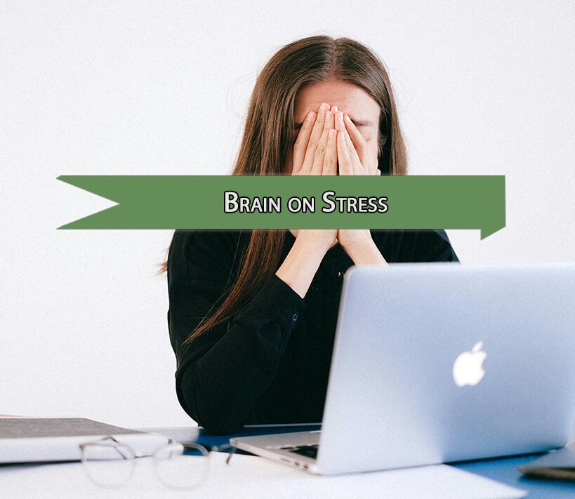 The Brain on Stress and the Science of Emotional Survival